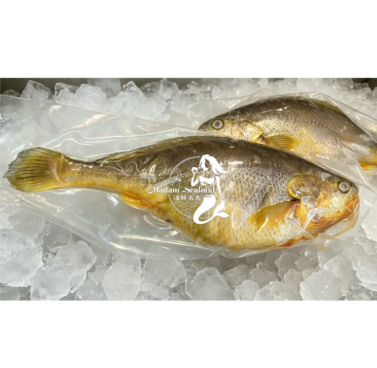 Chinese Yellow Drum (Frozen)