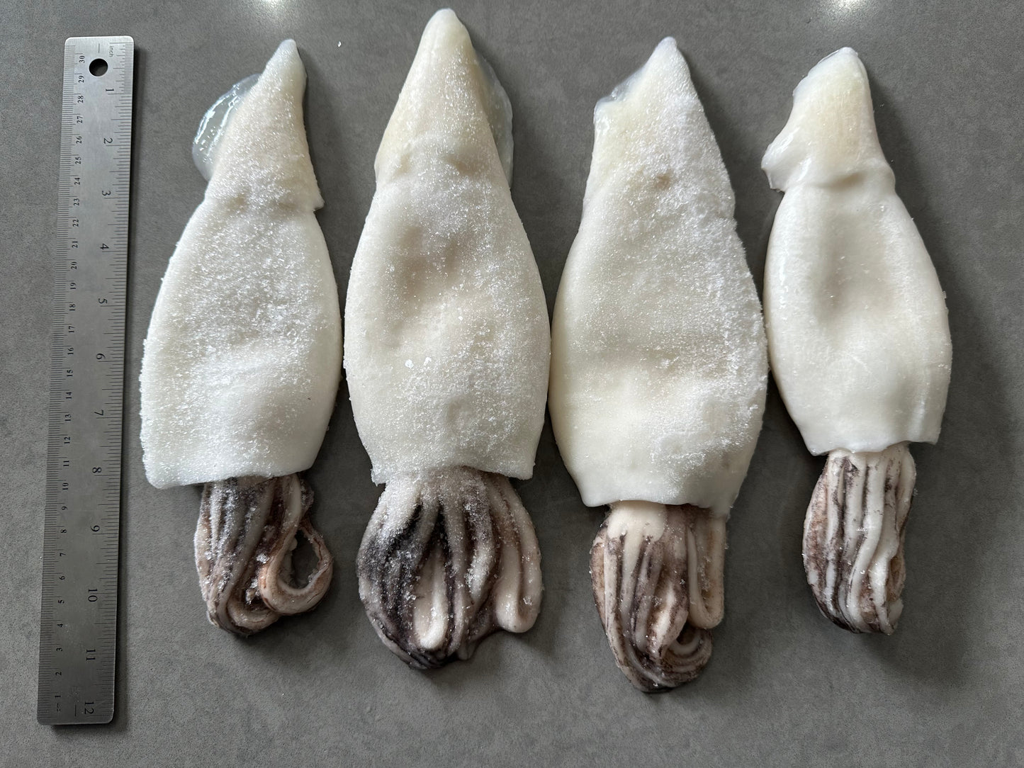 New Zealand Arrow Squid (Frozen) (whole)