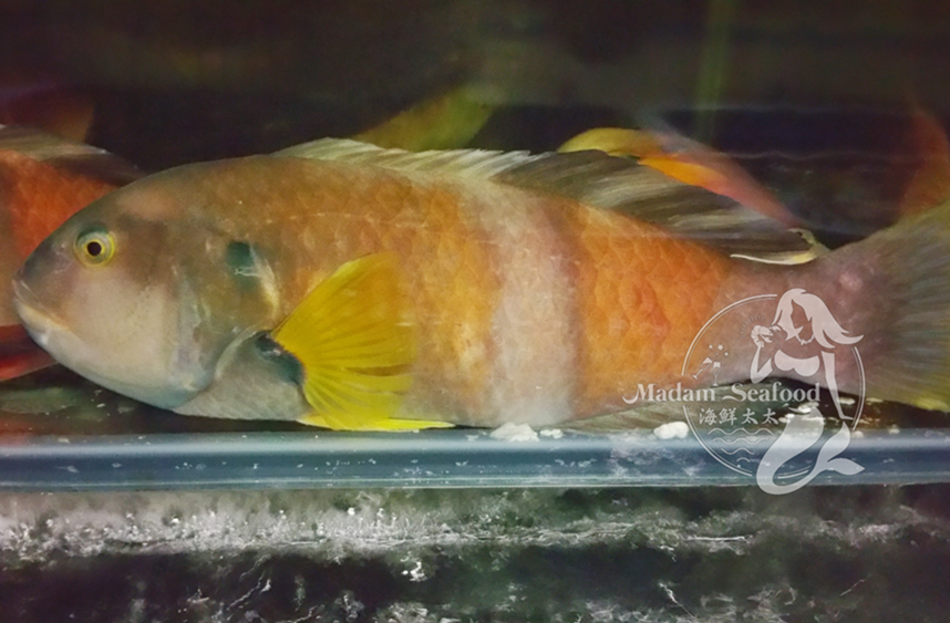 Live Wrasse