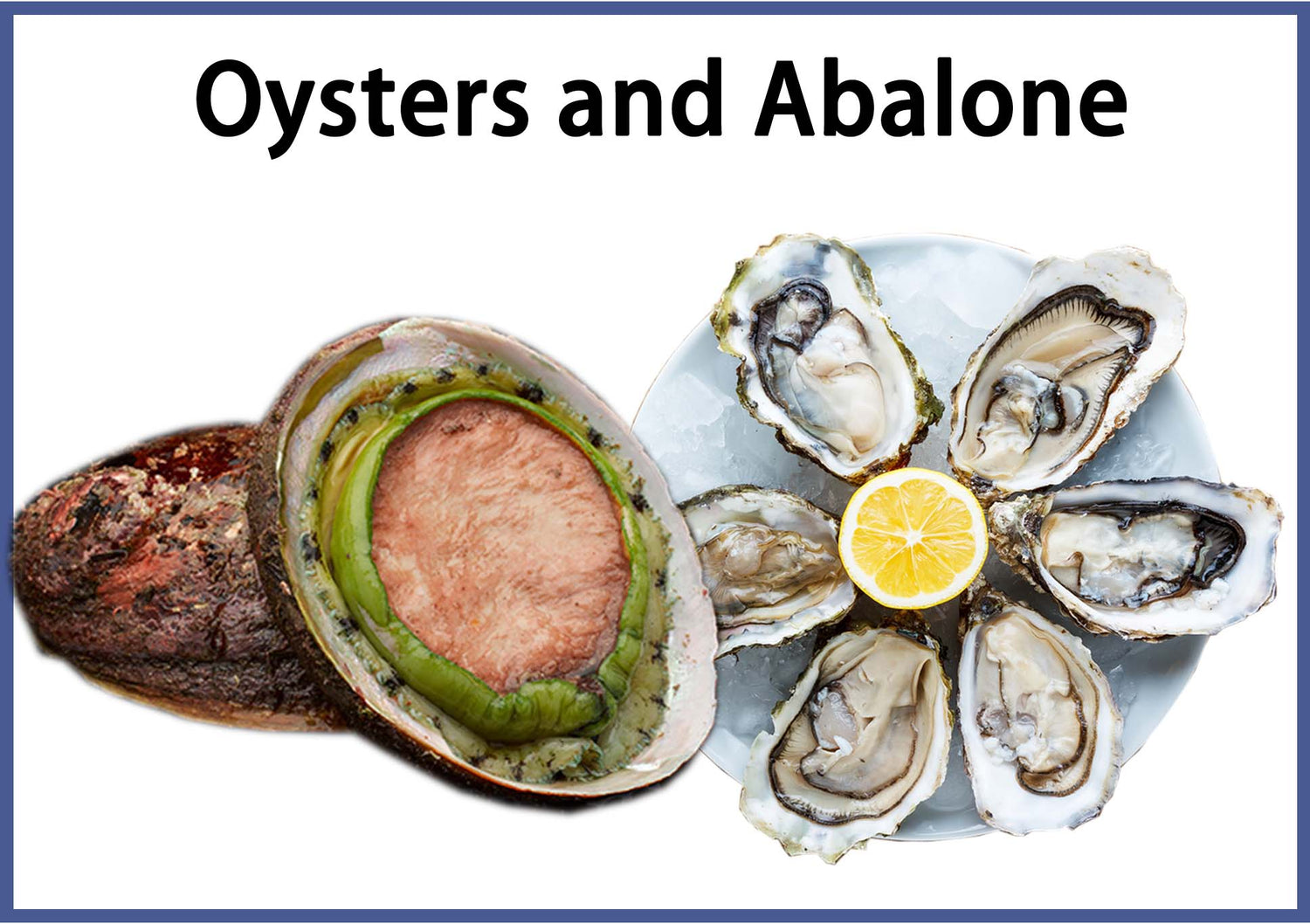 Oysters