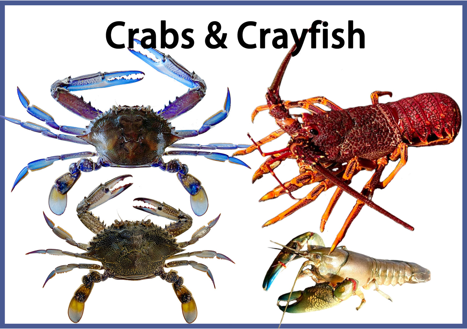 Crabs