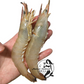 AU Wild Caught Endeavour Prawn (Medium) (Raw) (Frozen)