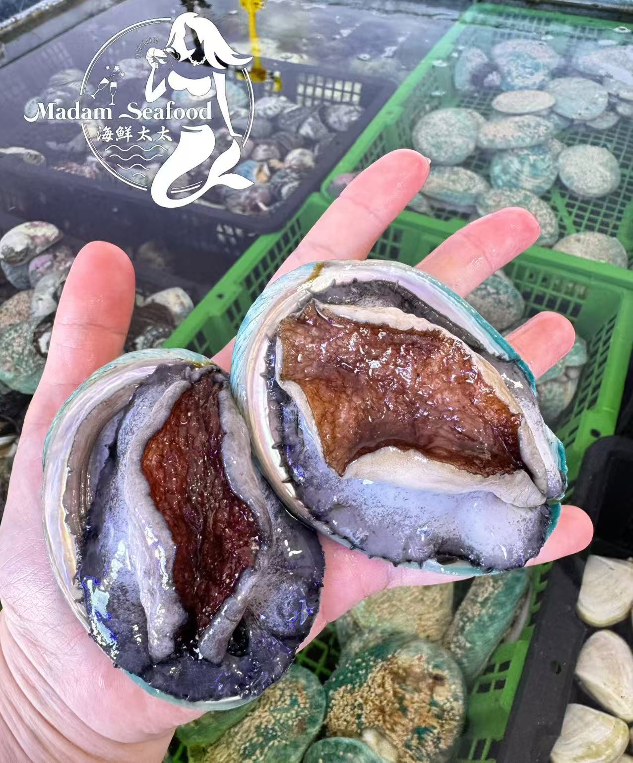 Live Tiger Abalone