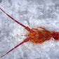 Live Southern Rock Lobster (2500g-3500g)