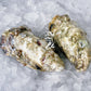 Live SA Pacific Oysters (Medium/Std) (closed)